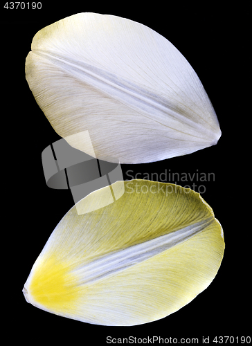 Image of Two yellow petals of tulip. 