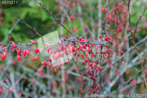 Image of The red berries of the barberry