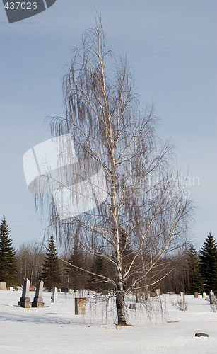 Image of Weeping Willow