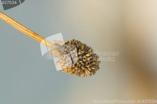 Image of Macro Plant