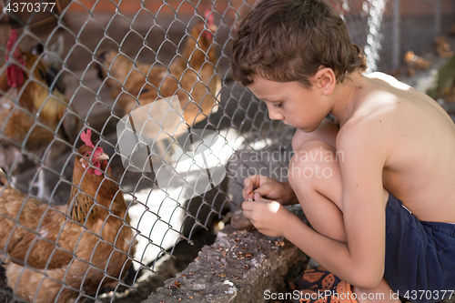 Image of Little boy with farm chickens