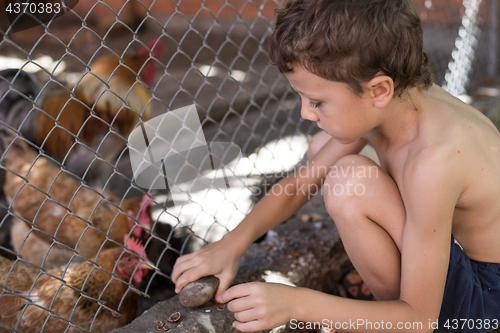 Image of Little boy with farm chickens