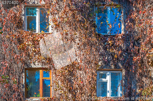 Image of Facade of the house is braided with wild grapes