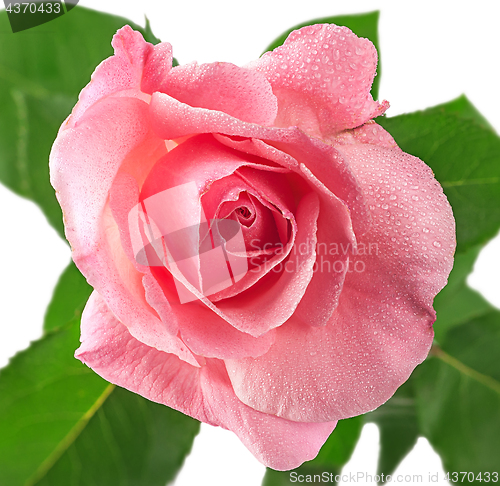 Image of Pink rose flower covered dew