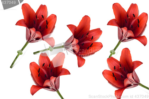 Image of Tiger Lily Background