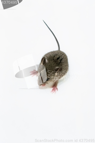 Image of House Mouse - Mus Musculus