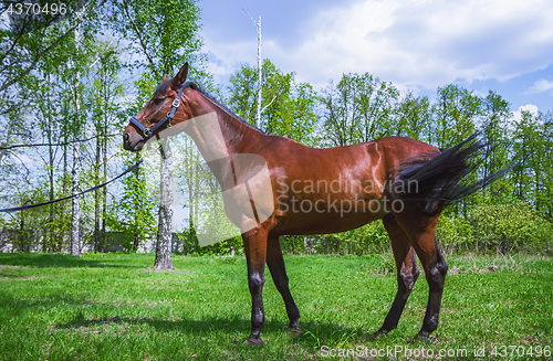 Image of Brown Horse On A Meadow At Summer Day