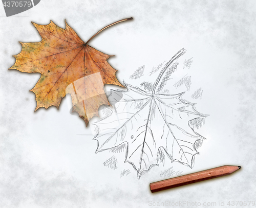 Image of maple leaf