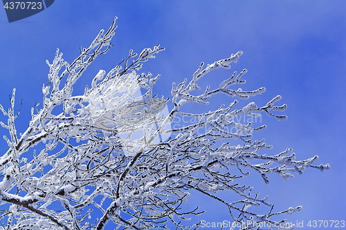 Image of Trees with branches full of snow whit blue sky in background