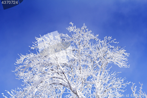 Image of Trees with branches full of snow whit blue sky in background