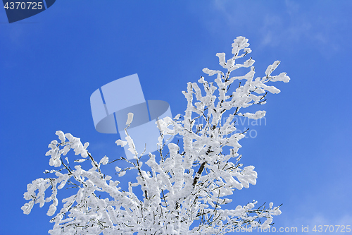 Image of Trees with branches full of snow whit blue sky in background