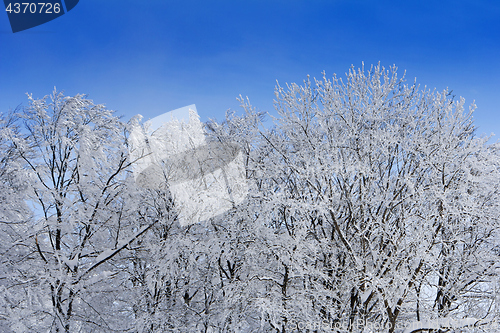 Image of Trees with branches full of snow whit blue sky in background