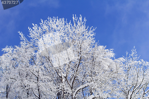 Image of Trees with branches full of snow whit blue sky in background