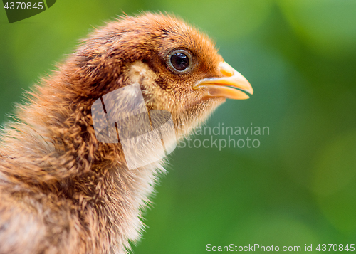 Image of Cute little newborn chicken