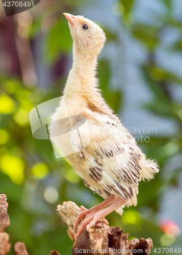 Image of Little chicken turkey