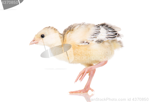 Image of Little chicken turkey