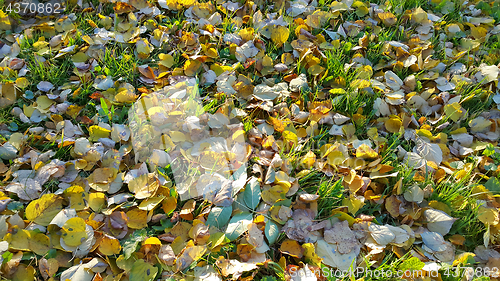Image of Autumn background with green grass and fallen leaves