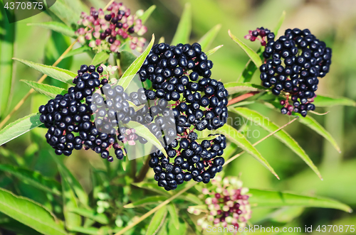 Image of Sambucus Berries