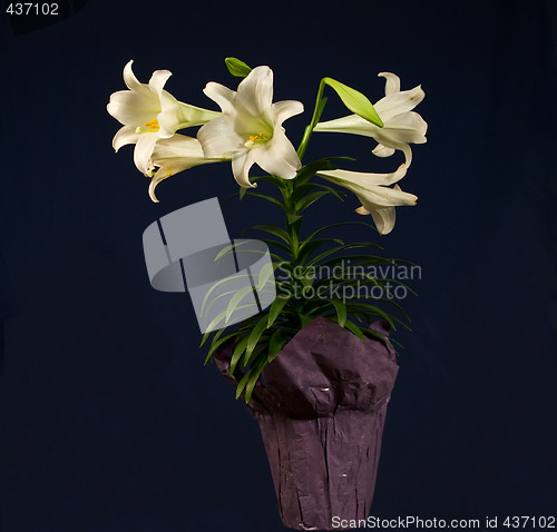 Image of Easter Lily