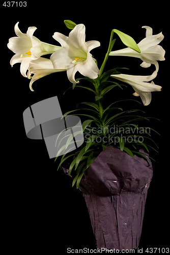 Image of Vertical Easter Lily