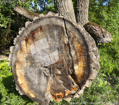 Image of old tree trunk