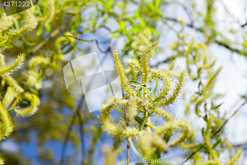 Image of willow in the spring time of the year