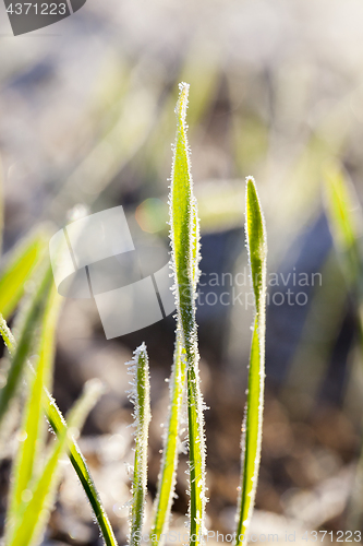Image of green wheat in frost, close-up