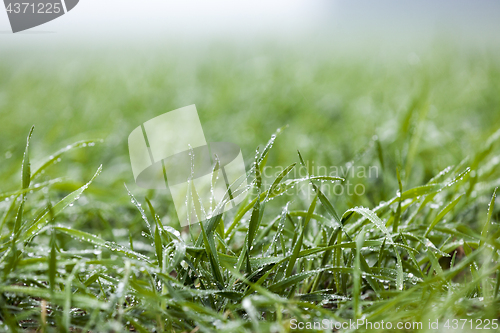 Image of young grass plants, close-up