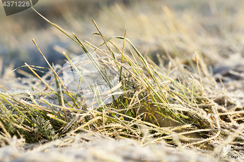 Image of green grass in the frost