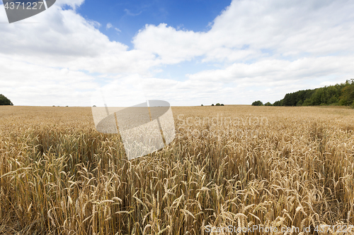 Image of field of ripe cereal