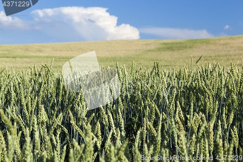 Image of agriculture, unripe wheat