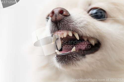 Image of Pomeranian feeling angry