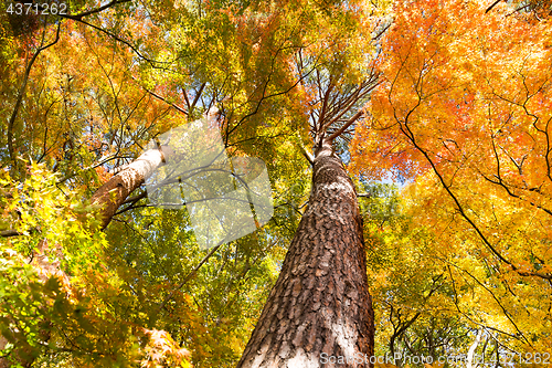 Image of Beautiful tree in autumn