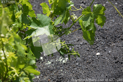 Image of Wine grapes grow on logs in the lava sands of Lanzarote.