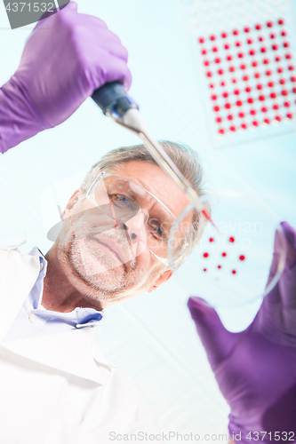 Image of Senior life science researcher grafting bacteria.