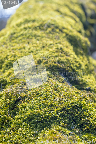 Image of moss on a tree trunk