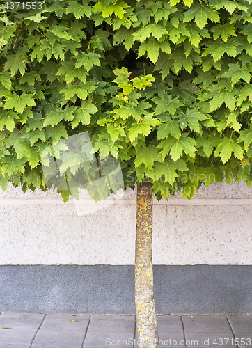 Image of Maple tree growing on the pavement