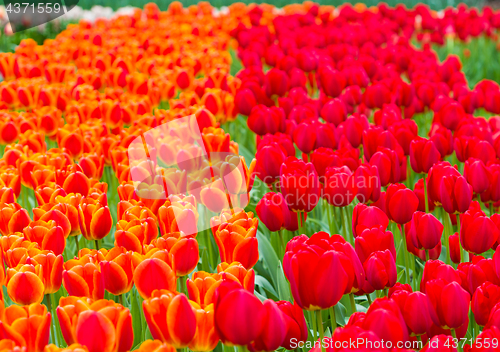 Image of Red and orange tulips 