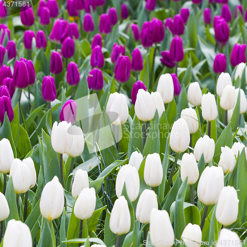 Image of White and violet tulips