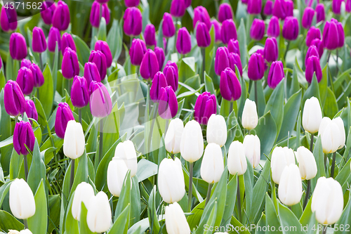 Image of White and violet tulips