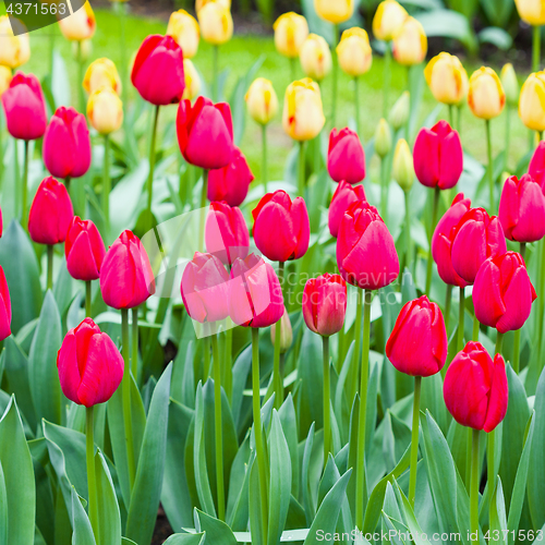 Image of Pink tulips