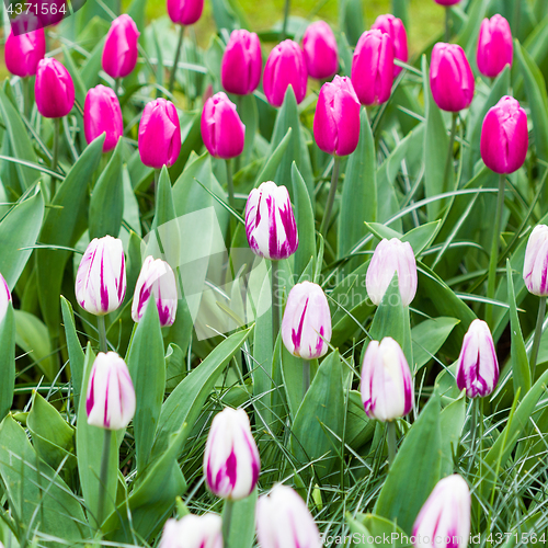 Image of Pink and white tulips