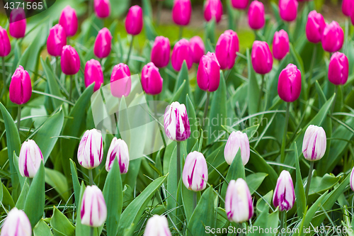 Image of Pink and white tulips