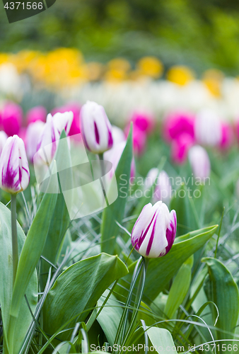 Image of Pink and white tulips