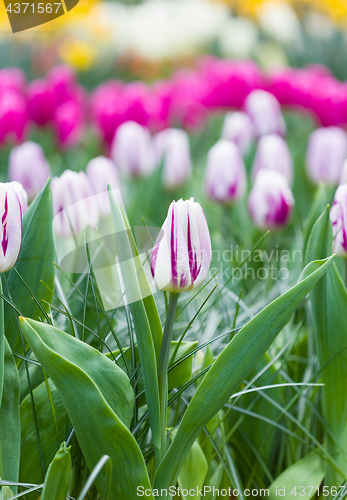 Image of Pink and white tulips