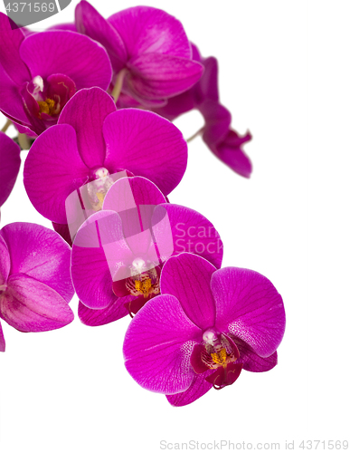 Image of Violet orchid