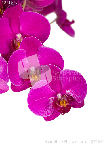 Image of Violet orchid