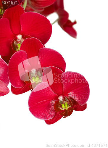 Image of Red orchid flowers