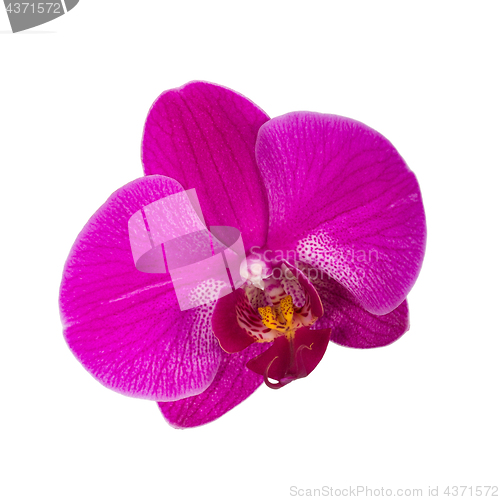 Image of Orchid flower