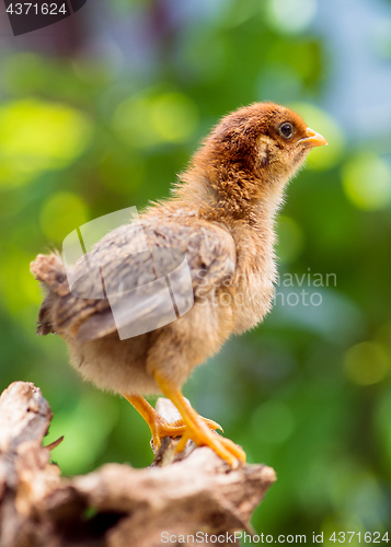 Image of Cute little newborn chicken